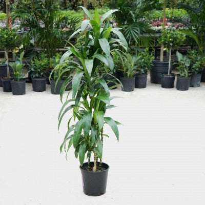 Dracaena frag. 'Lisa' - cane 4ft 9'' pot