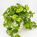 Epipremnum 'Monet Sol' - HB 6'' pot