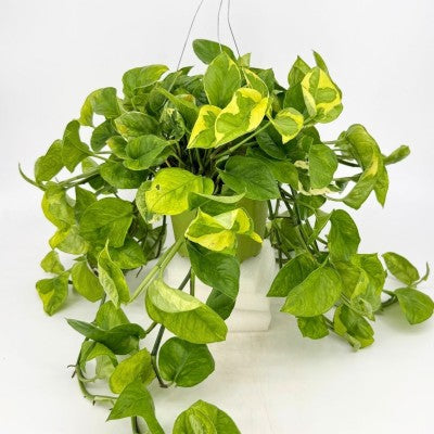 Epipremnum 'Monet Sol' - HB 6'' pot