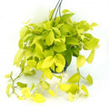 Epipremnum aur. 'Neon' - HB 8'' pot