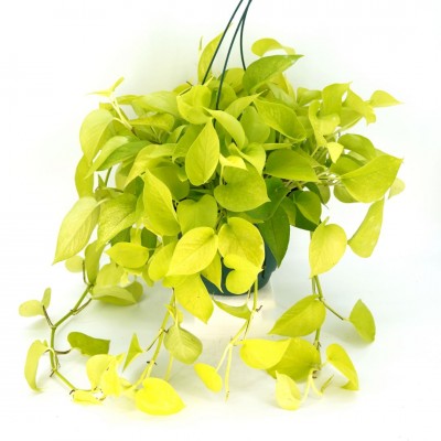 Epipremnum aur. 'Neon' - HB 8'' pot