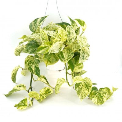 Epipremnum aur. 'Snow Queen' - HB 6'' pot