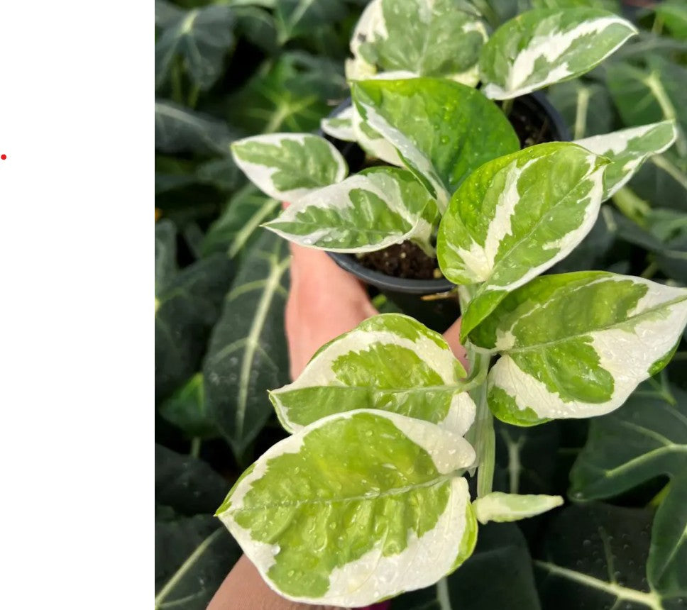 Epipremnum aureum ‘Glacier’ – Variegated Pothos - medium pot