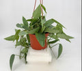 Epipremnum pin. 'Cebu Blue' - HB 6'' pot