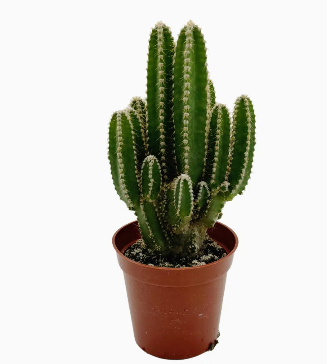 Fairy Castle Cactus  6 inch