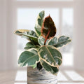 Ficus Tineke - small ceramic
