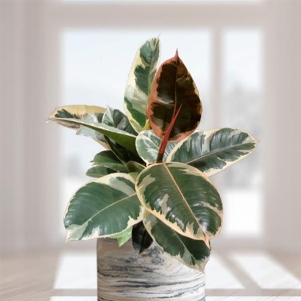 Ficus Tineke - small ceramic