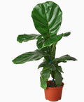 Ficus Lyrata 'Fiddle Leaf Fig' - 6" Pot