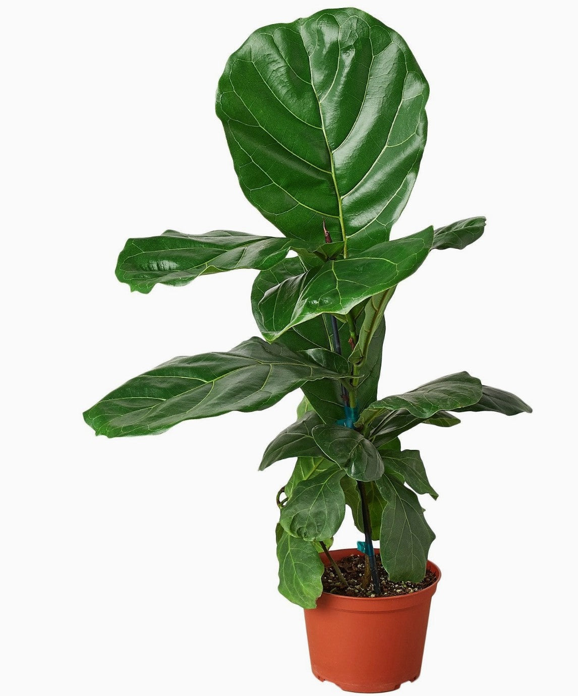 Ficus Lyrata 'Fiddle Leaf Fig' - 6" Pot