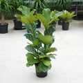Ficus lyrata - Bush 8'' pot