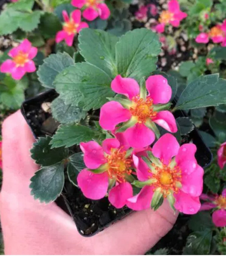 Fragaria x ‘Lipstick’ – Strawberry quart