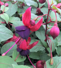 Fuchsia ‘DebRon’s Smokey Blues’ (#1 Round)