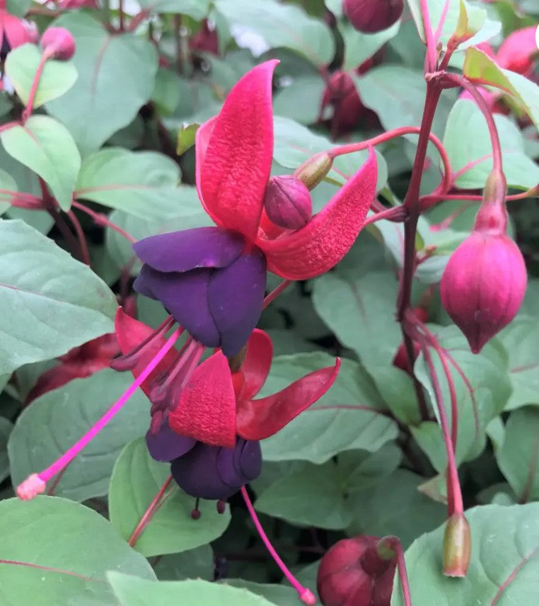 Fuchsia ‘DebRon’s Smokey Blues’ (#1 Round)