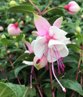 Fuchsia ‘DebRon’s Snow Fairy’ (#1 Round)