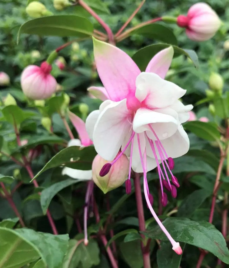 Fuchsia ‘DebRon’s Snow Fairy’ (#1 Round)