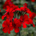 GERANIUM - Hybrids Caliente Fire  - 12'' hanging basket