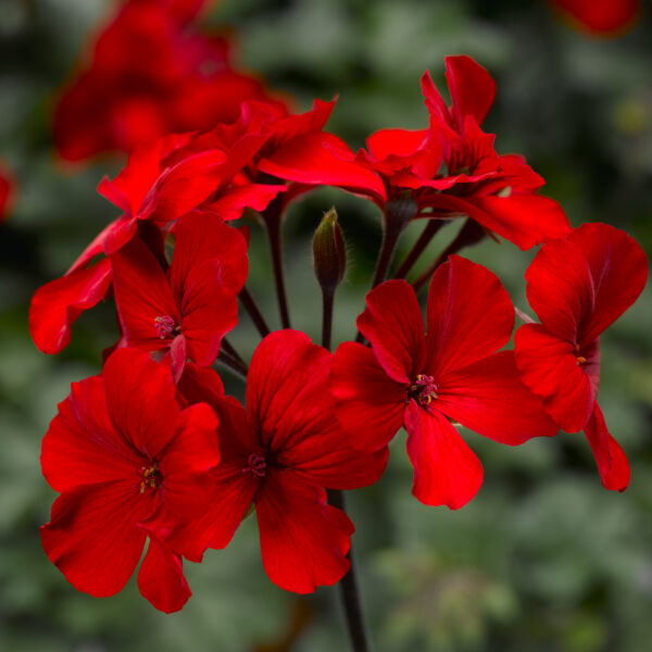 GERANIUM - Hybrids Caliente Fire  - 12'' hanging basket