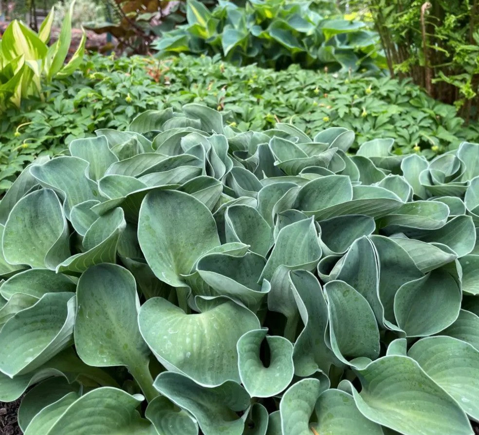Hosta ‘Blue Mouse Ears’ – Plantain Lily Square quart