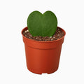 Hoya Kerrii Sweetheart Live Plant - 4" Pot