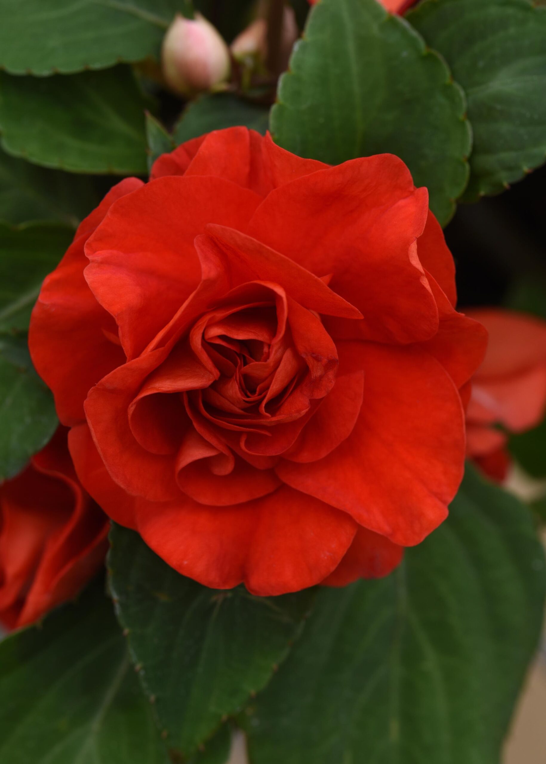IMPATIENS - Glimmer bright red  - 10'' hanging basket