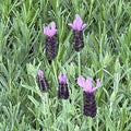 LAVENDER - Lavandins Grosso - 4" pot