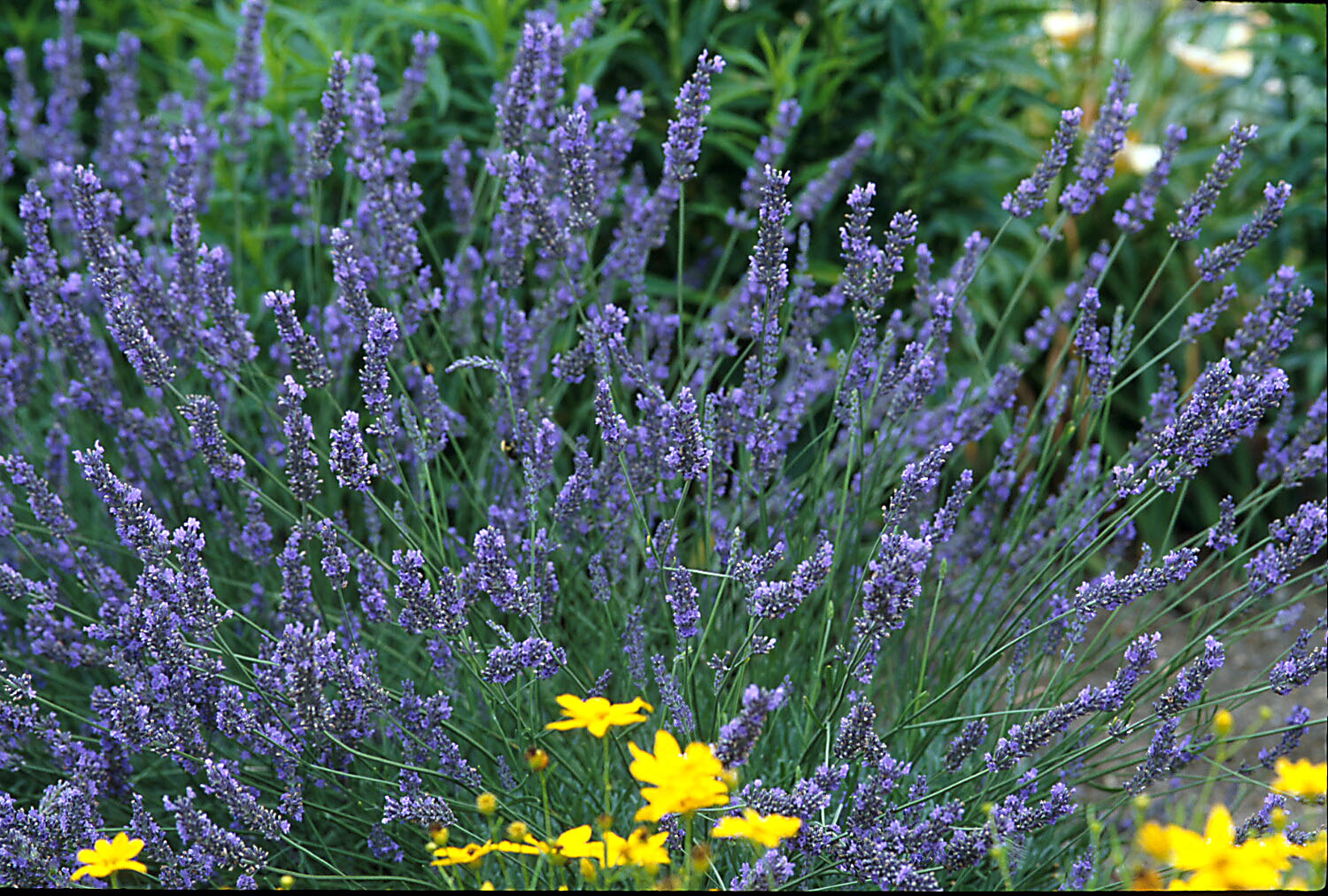 LAVENDER - Lavandins Grosso - 4" pot