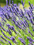 LAVENDER - Lavandins Provence  - 4" pot