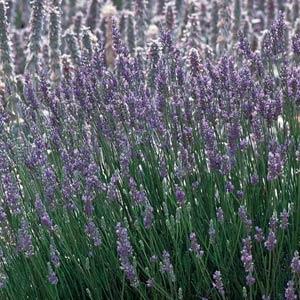 LAVENDER - Lavandins Provence  - 4" pot