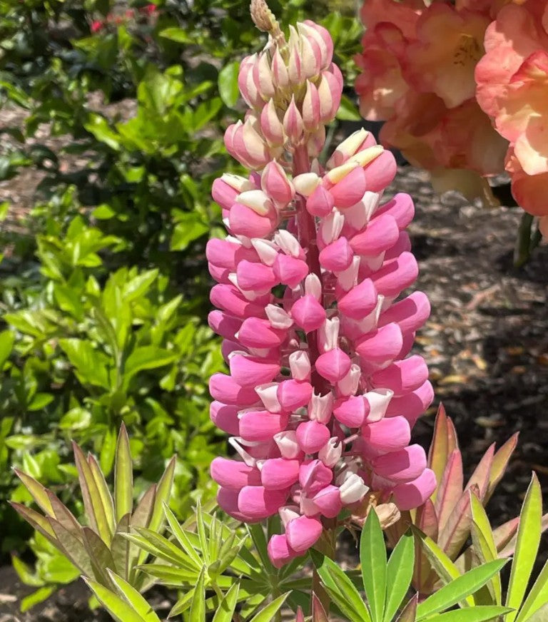 Lupinus polyphyllus ‘Gallery Pink’ – Lupine #1 gal