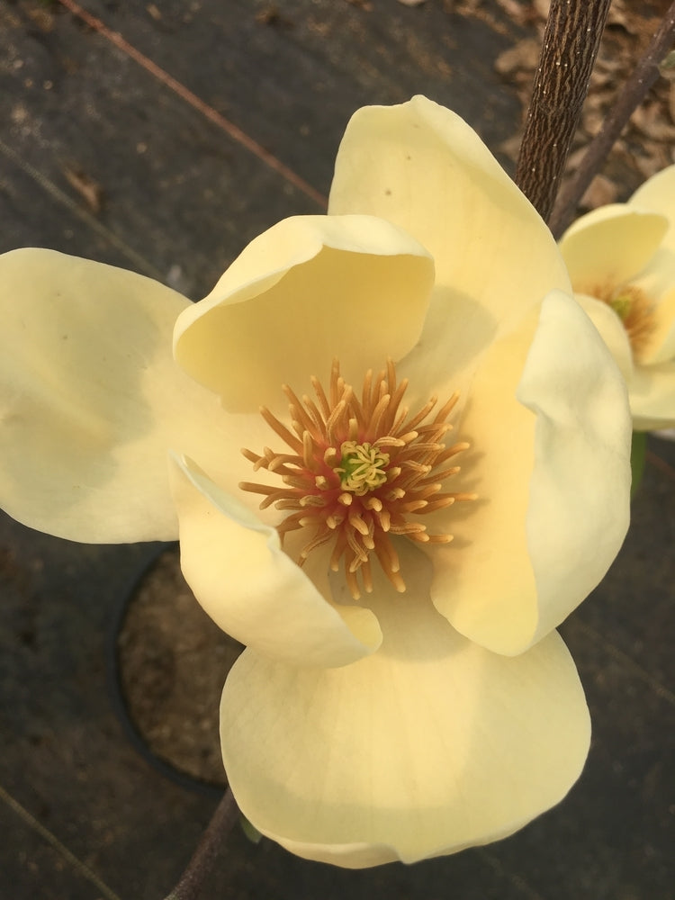 Magnolia Honey Tulip™ - #2 gal Light Branch