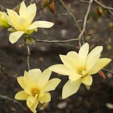 Magnolia Honey Tulip™ - #2 gal Light Branch