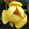 Magnolia Honey Tulip™ - #2 gal Light Branch