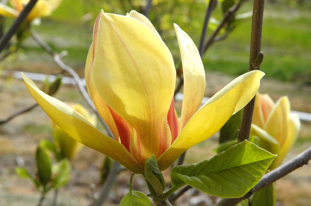 Magnolia 'Sunsation' - #2 gal Light Branch
