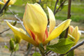 Magnolia 'Sunsation' - #2 gal Light Branch