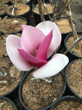 Magnolia 'Cameo' PP 27,222 - #2 gal Light Branch