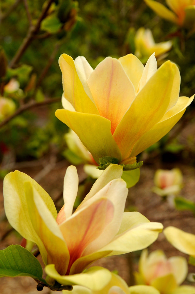 Magnolia 'Sunsation' - #2 gal Light Branch