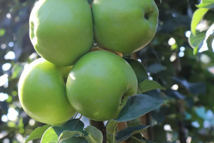 Malus Tangy Green™ 'GreenCats' - #1 gal