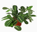 Maranta 'Lemon Lime' in ceramic pot