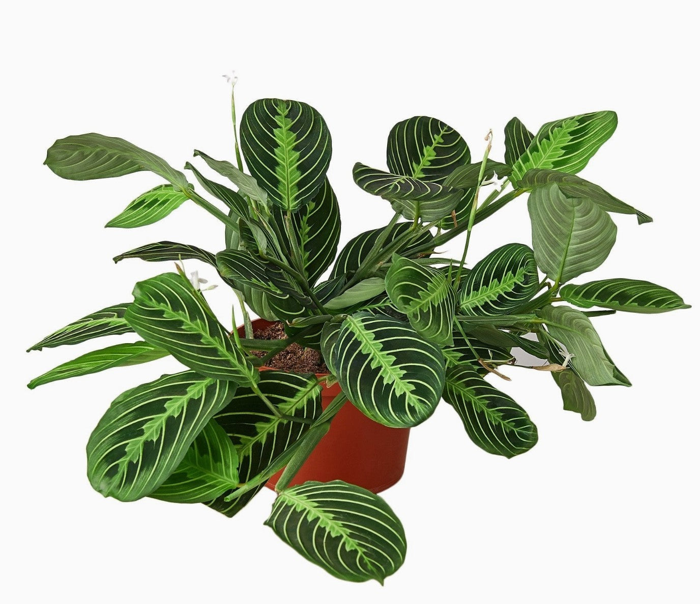 Maranta 'Lemon Lime' in ceramic pot