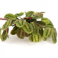 Maranta leuc. erythroneura - upright 6'' pot