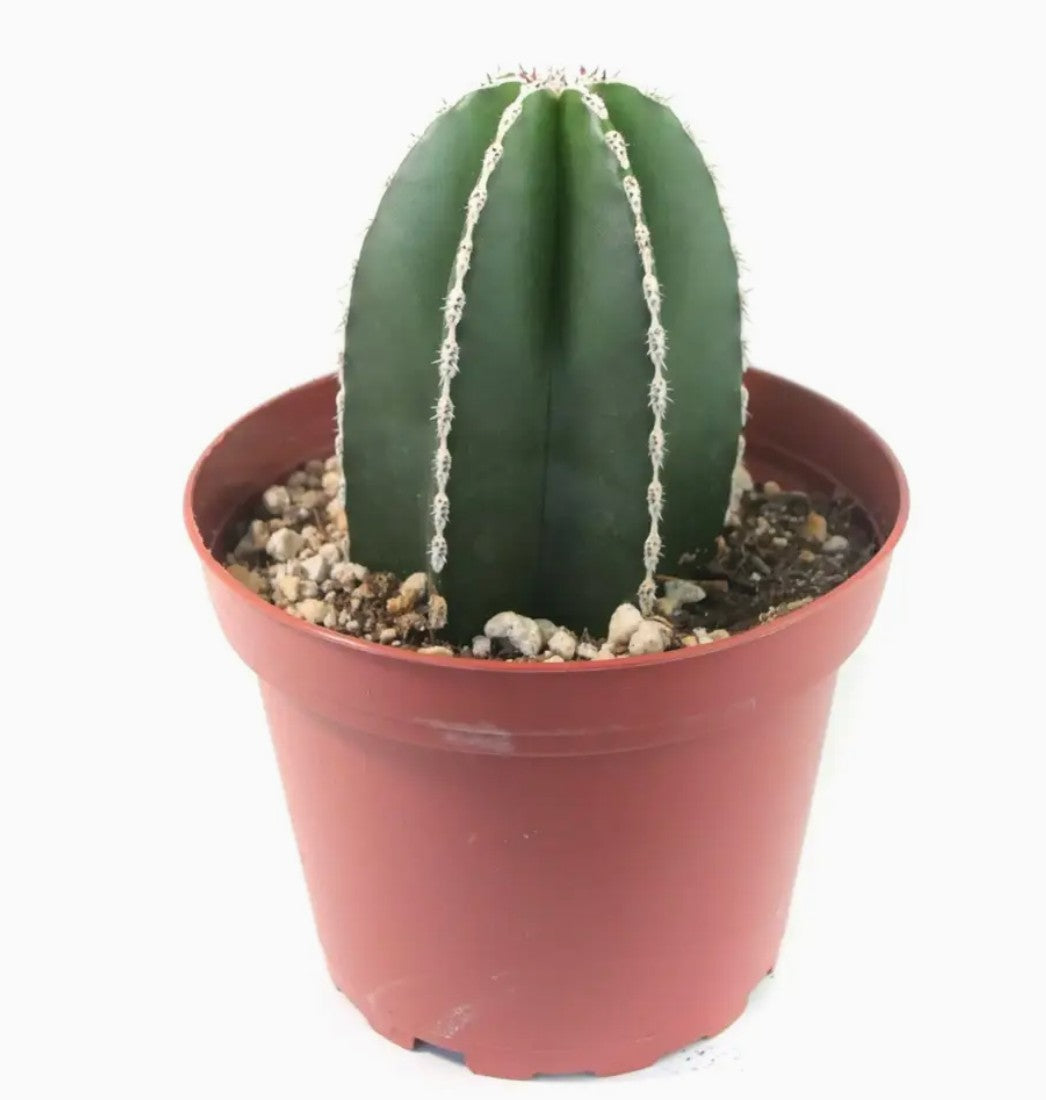 Mexican Fence Post Cactus - 4 inch