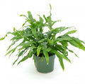 Microsorum diversifolium - Upright 6'' pot
