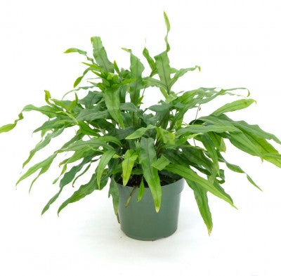 Microsorum diversifolium - Upright 6'' pot