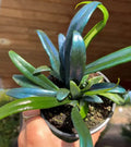 Microsorum thailandicum – Blue Oil Fern (4.5″ Pot)