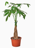Money Tree 'Guiana Chestnut' Pachira Braid in ceramic pot
