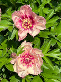 Paeonia Garden Candy® All that Jazz 1 gallon plant