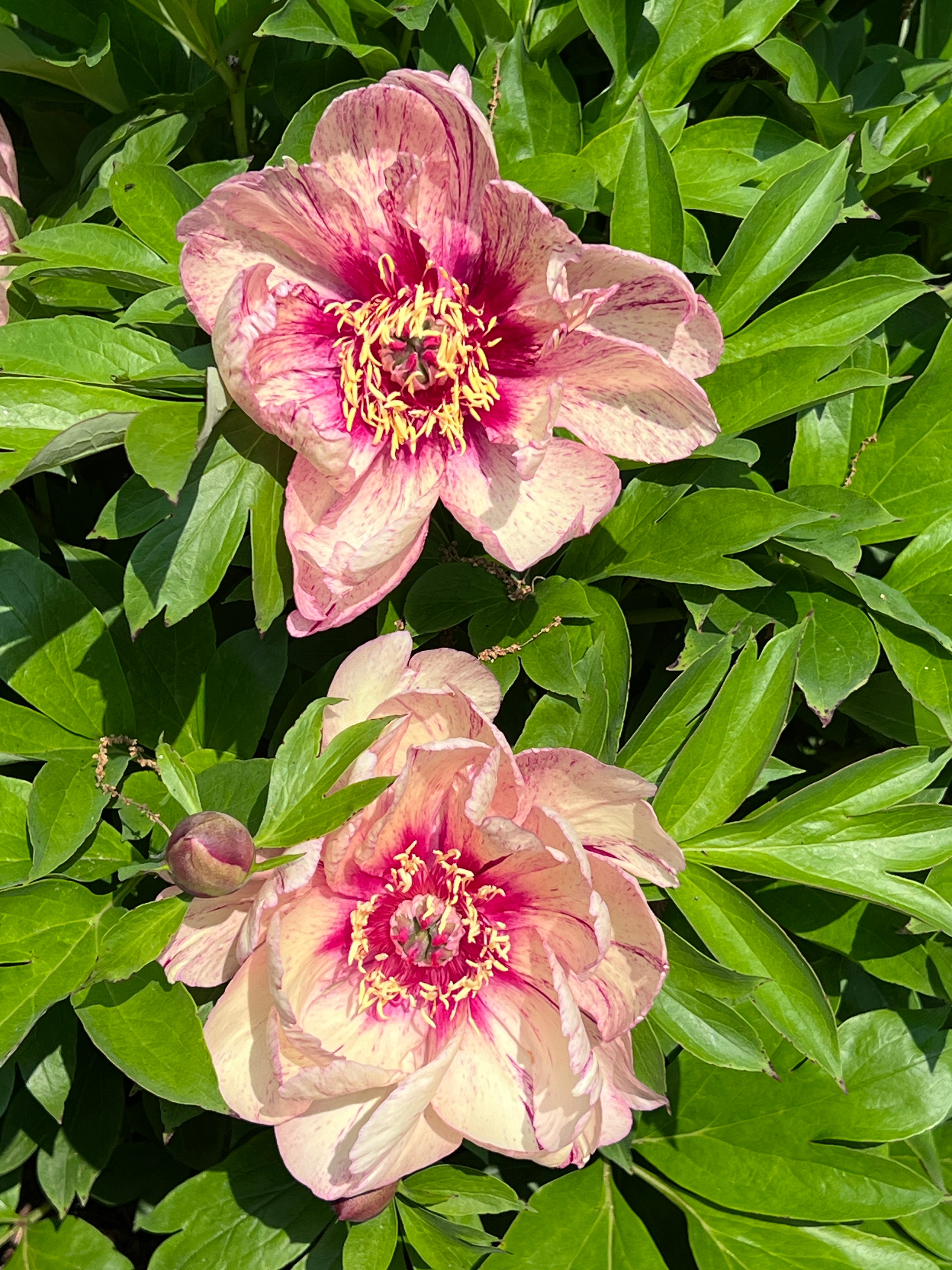 Paeonia Garden Candy® All that Jazz 1 gallon plant