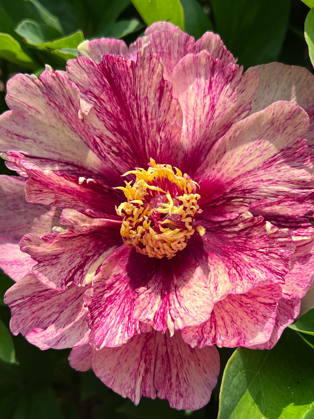 Paeonia Garden Candy® All that Jazz 1 gallon plant