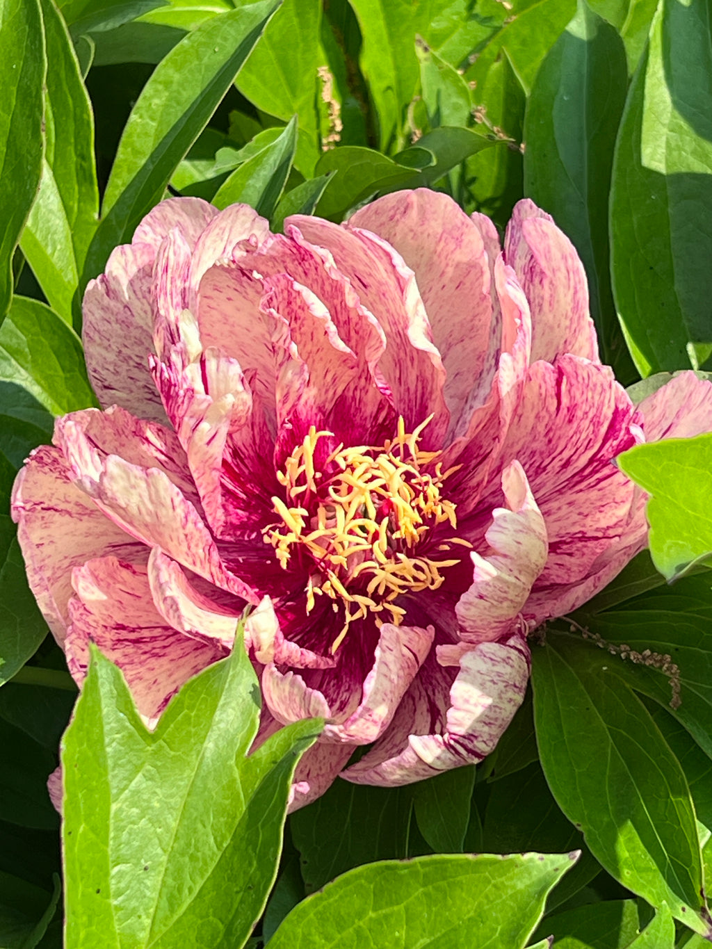 Paeonia Garden Candy® All that Jazz 1 gallon plant