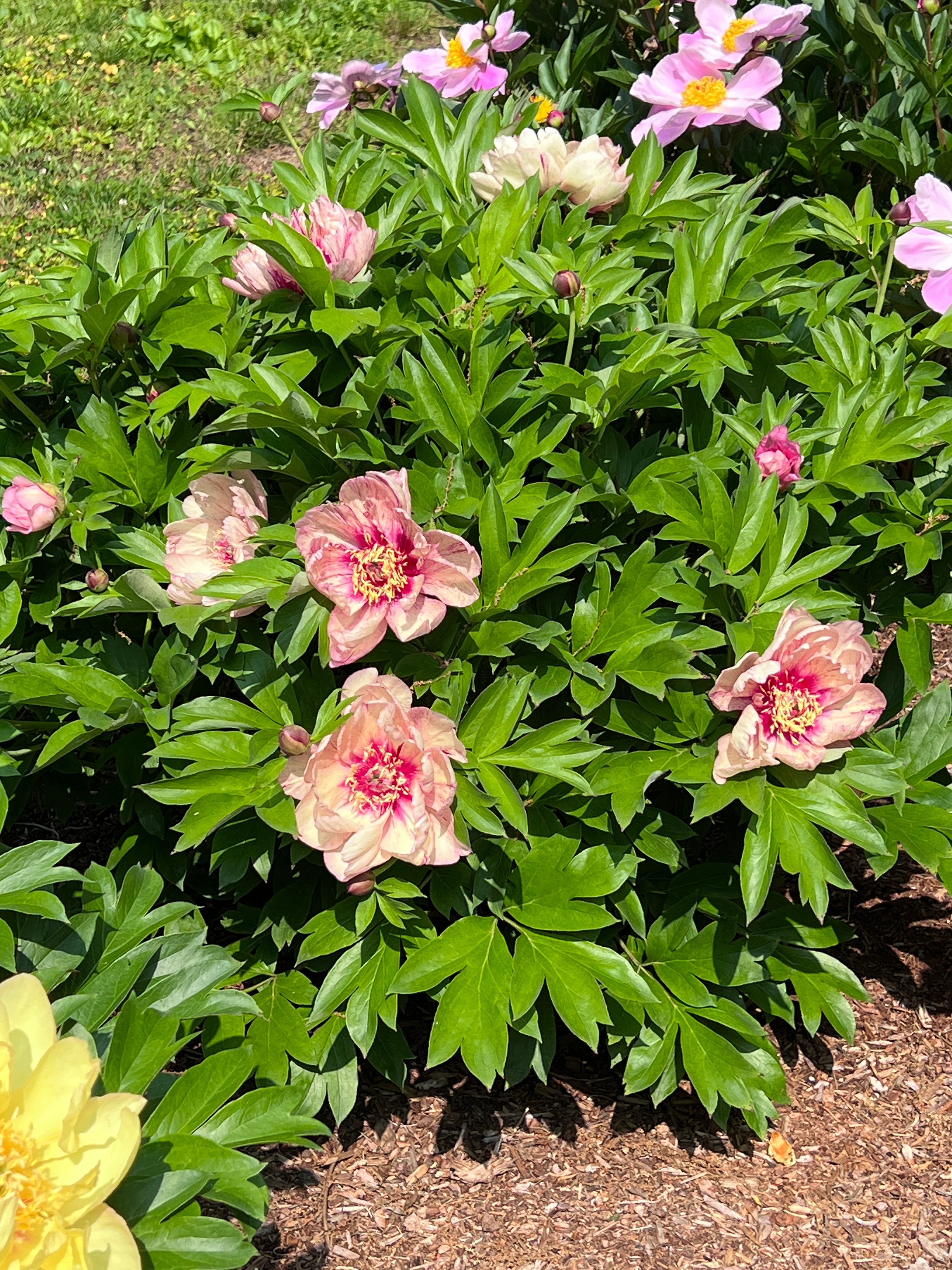 Paeonia Garden Candy® All that Jazz 1 gallon plant